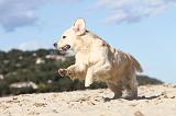 GOLDEN RETRIEVER 488
